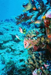 Great Barrier Reef by Morgan Douglas 